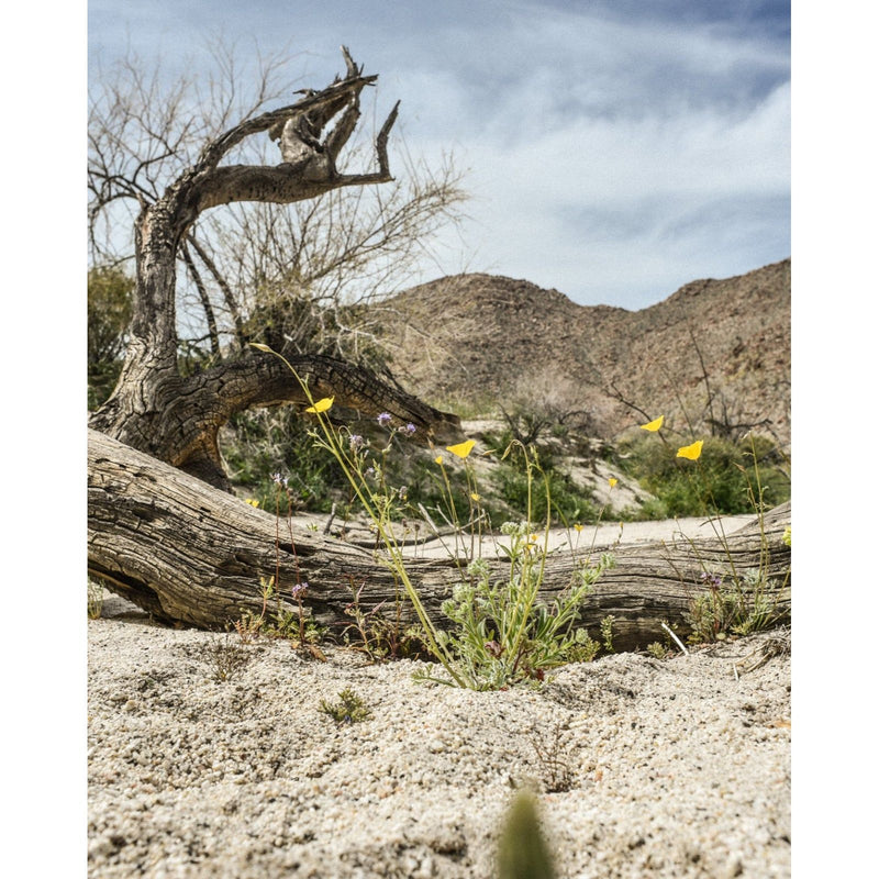 Juniper Ridge Desert Cedar Essential Oil Candle Candles
