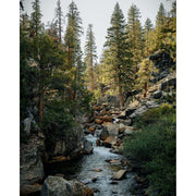 Juniper Ridge Sierra Forest Bar Soap 3-Pack Bar Soap