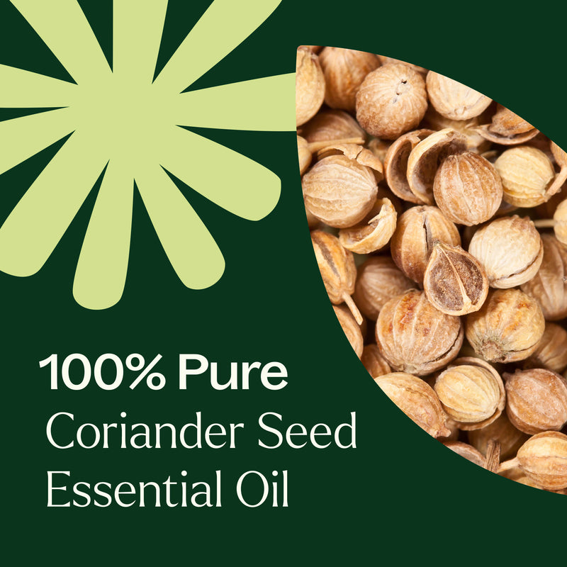 Plant Therapy Coriander Seed Essential Oil Essential Oil