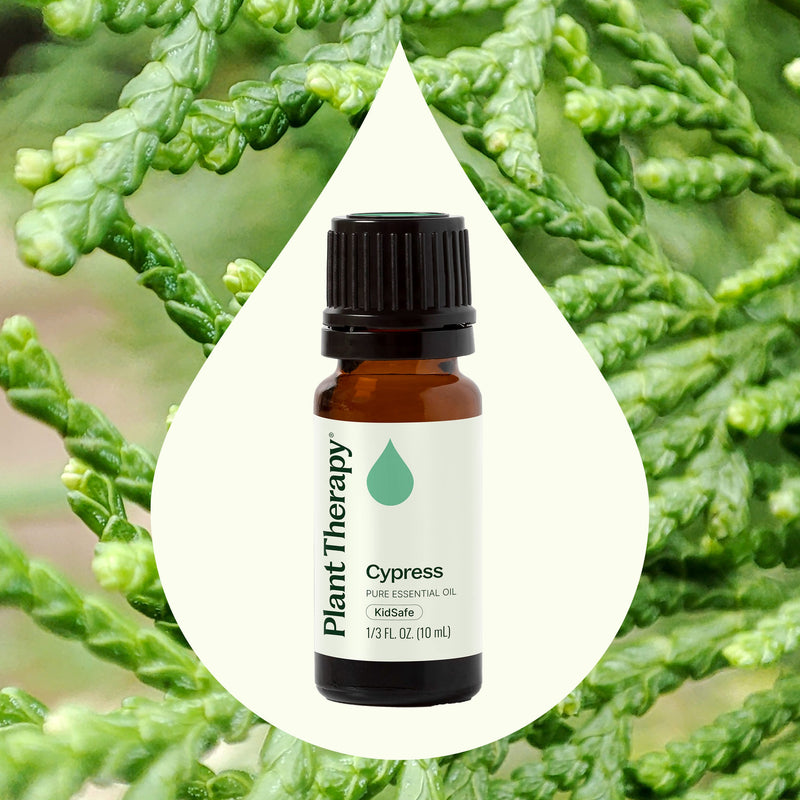 Plant Therapy Cypress Essential Oil Essential Oil
