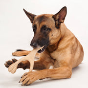 BetterBone All Natural Eco-Friendly Dog Chews & Bones BetterBone MODERATE Chew Toy Dog Toys