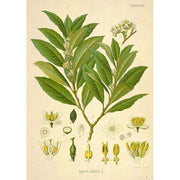 Heliotrope San Francisco Essential Oil Blend Nostalgic (Bay Laurel Sandalwood) Essential Oil