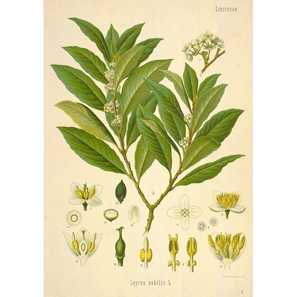 Heliotrope San Francisco Essential Oil - Bay Laurel Essential Oil