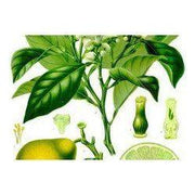 Heliotrope San Francisco Essential Oil Blend Encouraging (Verbena Lemon) Essential Oil