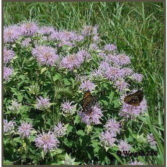 Heliotrope San Francisco Essential Oil - Bergamot Essential Oil