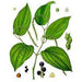 Heliotrope San Francisco - Essential Oil - Black Pepper (Organic) 1oz - 8oz. 