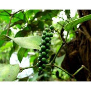 Heliotrope San Francisco Essential Oil - Black Pepper Essential Oil