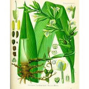 Heliotrope San Francisco Essential Oil - Cardamom Essential Oil