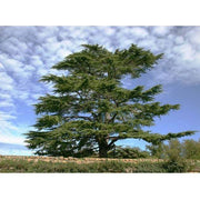 Heliotrope San Francisco Essential Oil - Cedar Essential Oil