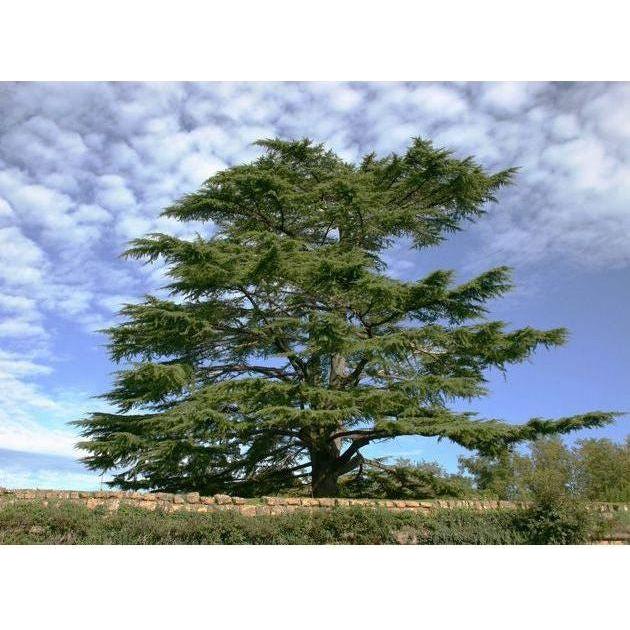 Heliotrope San Francisco Essential Oil - Cedar Essential Oil