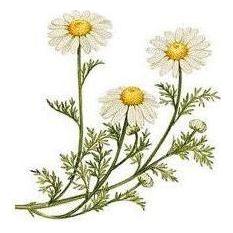 Heliotrope San Francisco Essential Oil Blend Calming (Chamomile Bergamot) Essential Oil