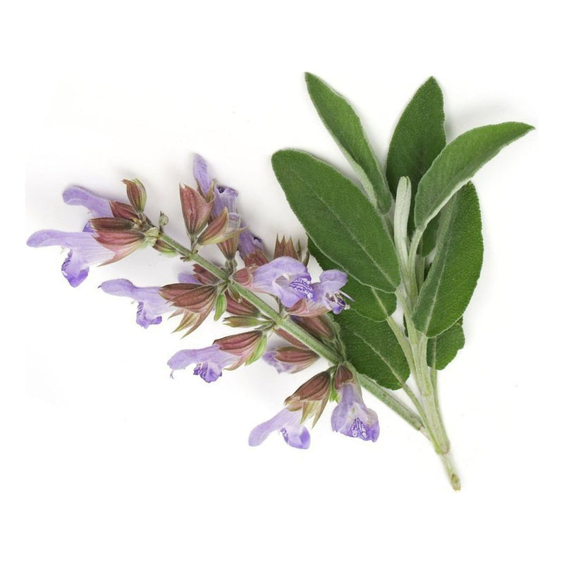 Heliotrope San Francisco Essential Oil - Clary Sage Essential Oil