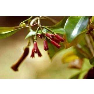 Heliotrope San Francisco Essential Oil - Clove Essential Oil