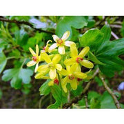 Heliotrope San Francisco Essential Oil - Clove Essential Oil