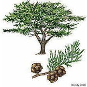 Heliotrope San Francisco Essential Oil Blend Purifying (Cypress Lavender) Essential Oil