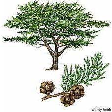 Heliotrope San Francisco Essential Oil Blend Purifying (Cypress Lavender) Essential Oil