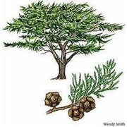 Heliotrope San Francisco Essential Oil Blend Detoxifying (Grapefruit Geranium) Essential Oil