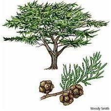 Heliotrope San Francisco Essential Oil Blend Detoxifying (Grapefruit Geranium) Essential Oil