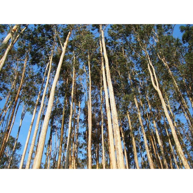 Heliotrope San Francisco Essential Oil - Eucalyptus Essential Oil