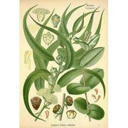 Heliotrope San Francisco Essential Oil Blend Relieving (Eucalyptus Rosemary) Essential Oil