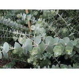 Heliotrope San Francisco Essential Oil - Eucalyptus Essential Oil