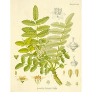 Heliotrope San Francisco Essential Oil Blend Centering (Frankincense Moss) Essential Oil