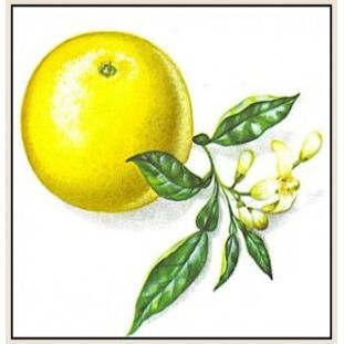 Heliotrope San Francisco - Essential Oil Blend Detoxifying (Grapefruit Geranium)