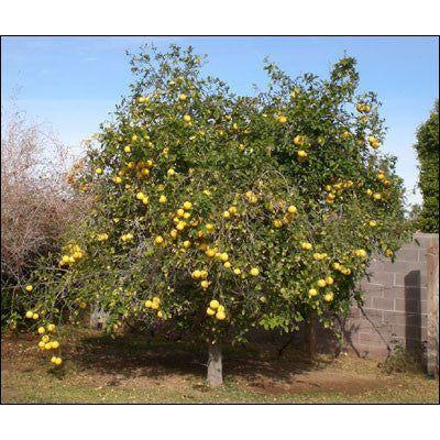 Heliotrope San Francisco Essential Oil - Pink Grapefruit Essential Oil