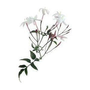 Heliotrope San Francisco Essential Oil Blend Euphoric (Jasmine Mimosa) Essential Oil