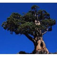 Heliotrope San Francisco Essential Oil - Juniper Essential Oil