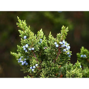 Heliotrope San Francisco Essential Oil - Juniper Essential Oil