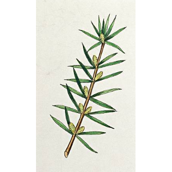 Heliotrope San Francisco Essential Oil Blend Detoxifying (Grapefruit Geranium) Essential Oil