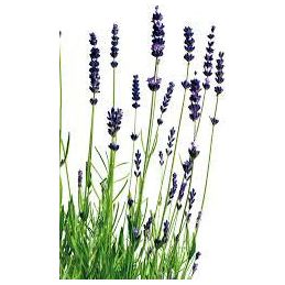 Heliotrope San Francisco - Essential Oil - Lavender (Organic) 1/8 oz