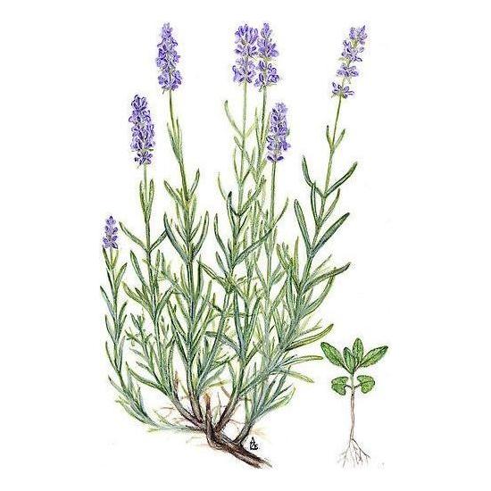 Heliotrope San Francisco Essential Oil Blend Balancing (Rose Geranium Lavender) Essential Oil