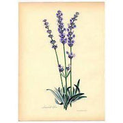 Heliotrope San Francisco Essential Oil Blend Purifying (Cypress Lavender) Essential Oil