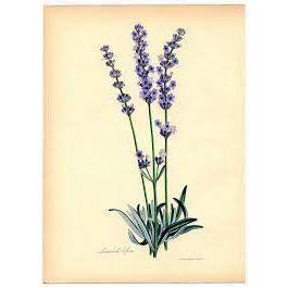 Heliotrope San Francisco Essential Oil Blend Grounding (Lavender Sage) Essential Oil