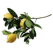 Heliotrope San Francisco Essential Oil - Lemon Essential Oil