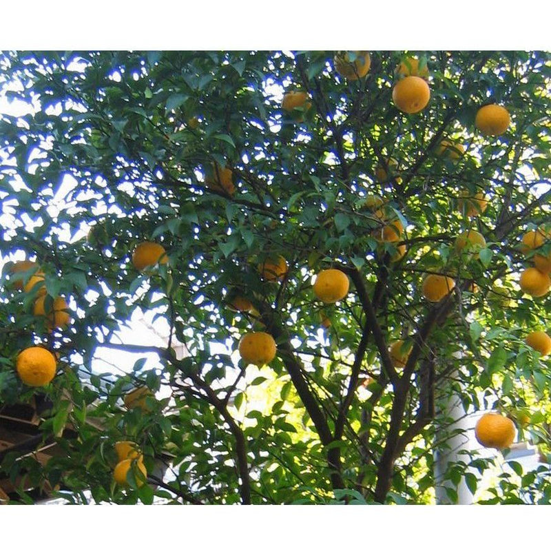 Heliotrope San Francisco Essential Oil - Lemon Essential Oil