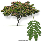 Heliotrope San Francisco Essential Oil Blend Euphoric (Jasmine Mimosa) Essential Oil