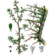 Heliotrope San Francisco Essential Oil Blend Meditative (Sandalwood Myrrh) Essential Oil