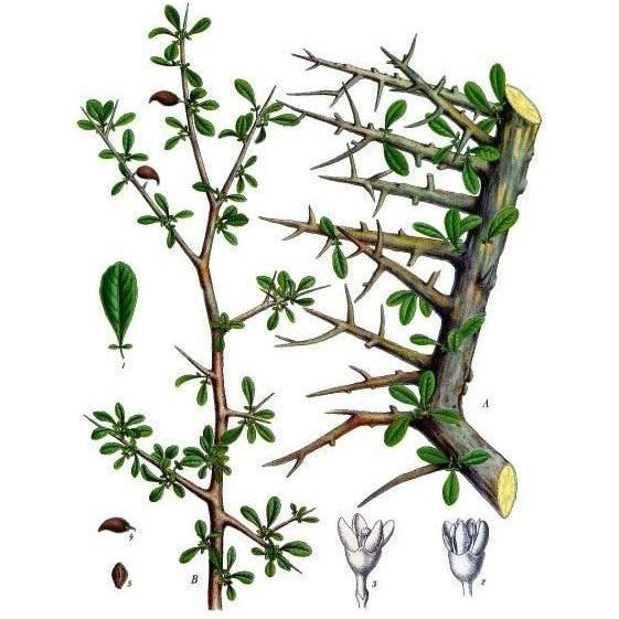 Heliotrope San Francisco Essential Oil Blend Meditative (Sandalwood Myrrh) Essential Oil