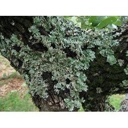 Heliotrope San Francisco Essential Oil Blend Centering (Frankincense Moss) Essential Oil