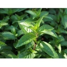 Heliotrope San Francisco Essential Oil - Peppermint Essential Oil