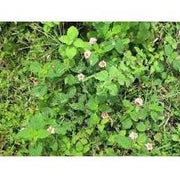 Heliotrope San Francisco Essential Oil - Peppermint Essential Oil