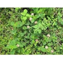 Heliotrope San Francisco Essential Oil - Peppermint Essential Oil