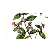 Heliotrope San Francisco Essential Oil Blend Energizing (Rosemary Mint) Essential Oil