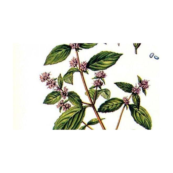 Heliotrope San Francisco Essential Oil Blend Energizing (Rosemary Mint) Essential Oil