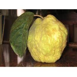 Heliotrope San Francisco Essential Oil - Bergamot Essential Oil