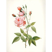 Heliotrope San Francisco Essential Oil Blend Rejuvenating (Rose Ylang Ylang) Essential Oil