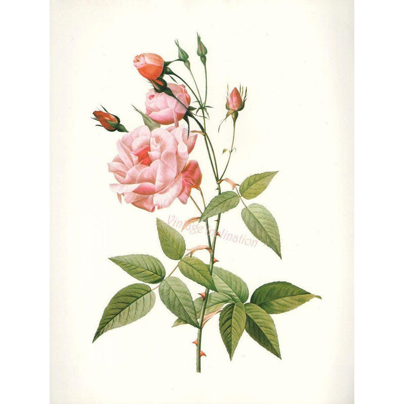 Heliotrope San Francisco Essential Oil Blend Seductive (Rose Clove) Essential Oil